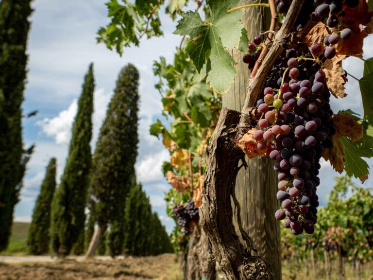 Exporting agribusiness, new opportunities for Italy